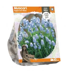 Baltus Muscari Peppermint White bloembollen per 10 stuks